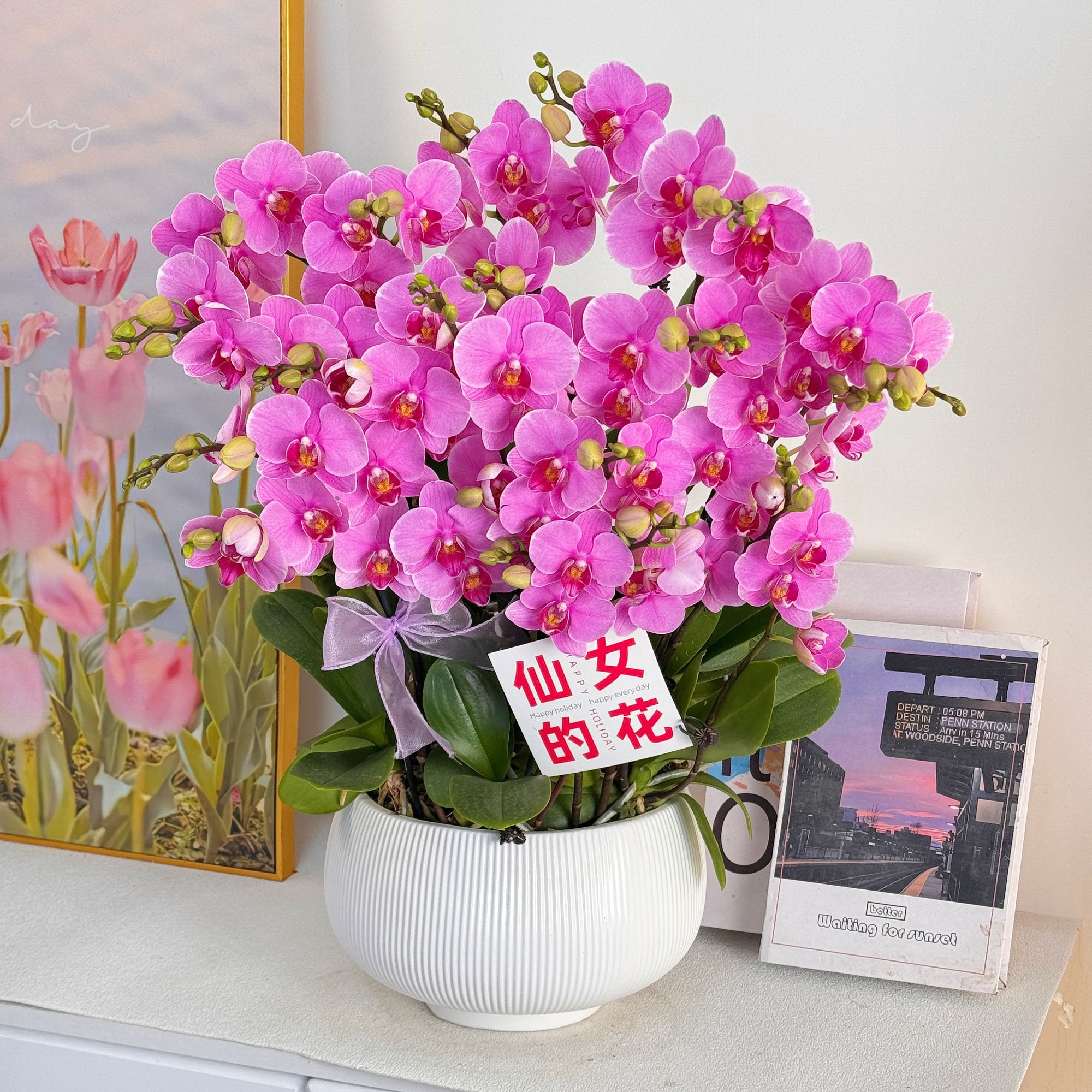 妗画【紫蝶】紫色优雅高贵花系列蝴蝶兰 好养带花带花苞基地直发