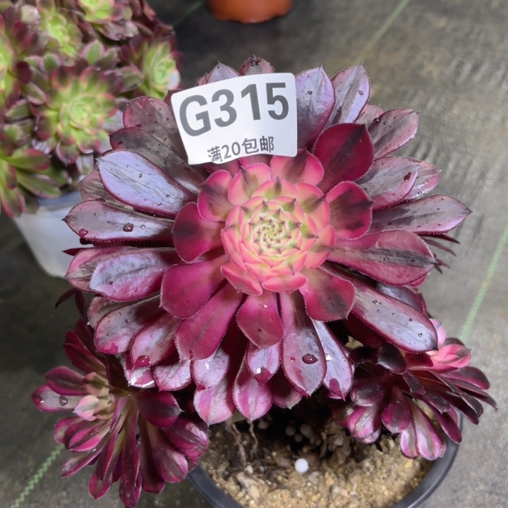 瑞妈多肉园艺 315