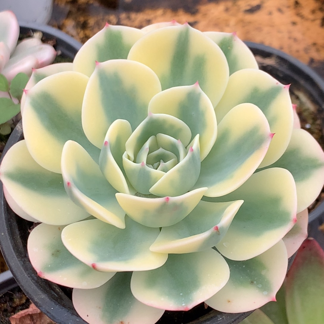 玉蝶j j j j j j