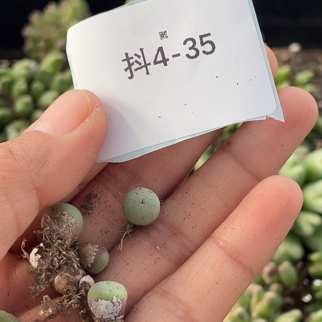 夜***叶4-35肉锥多肉植物