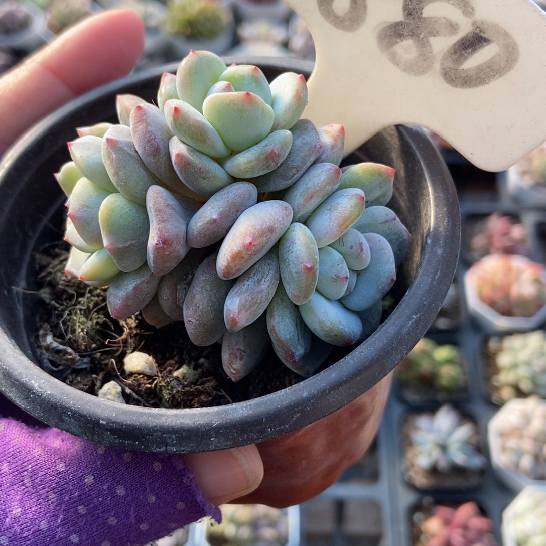 880星影石化多肉植物