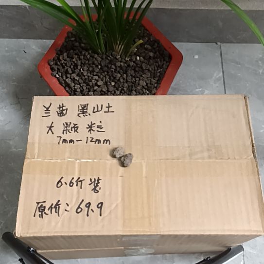 珠***羊兰菌黑山土大颗粒6.6斤