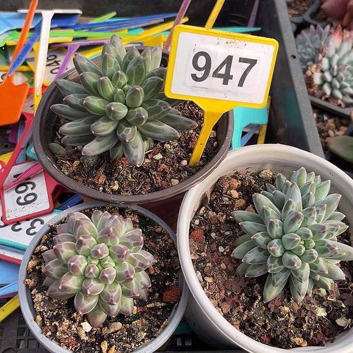 伊卡家族一物一拍947