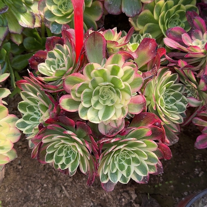 4-150海王多肉法师