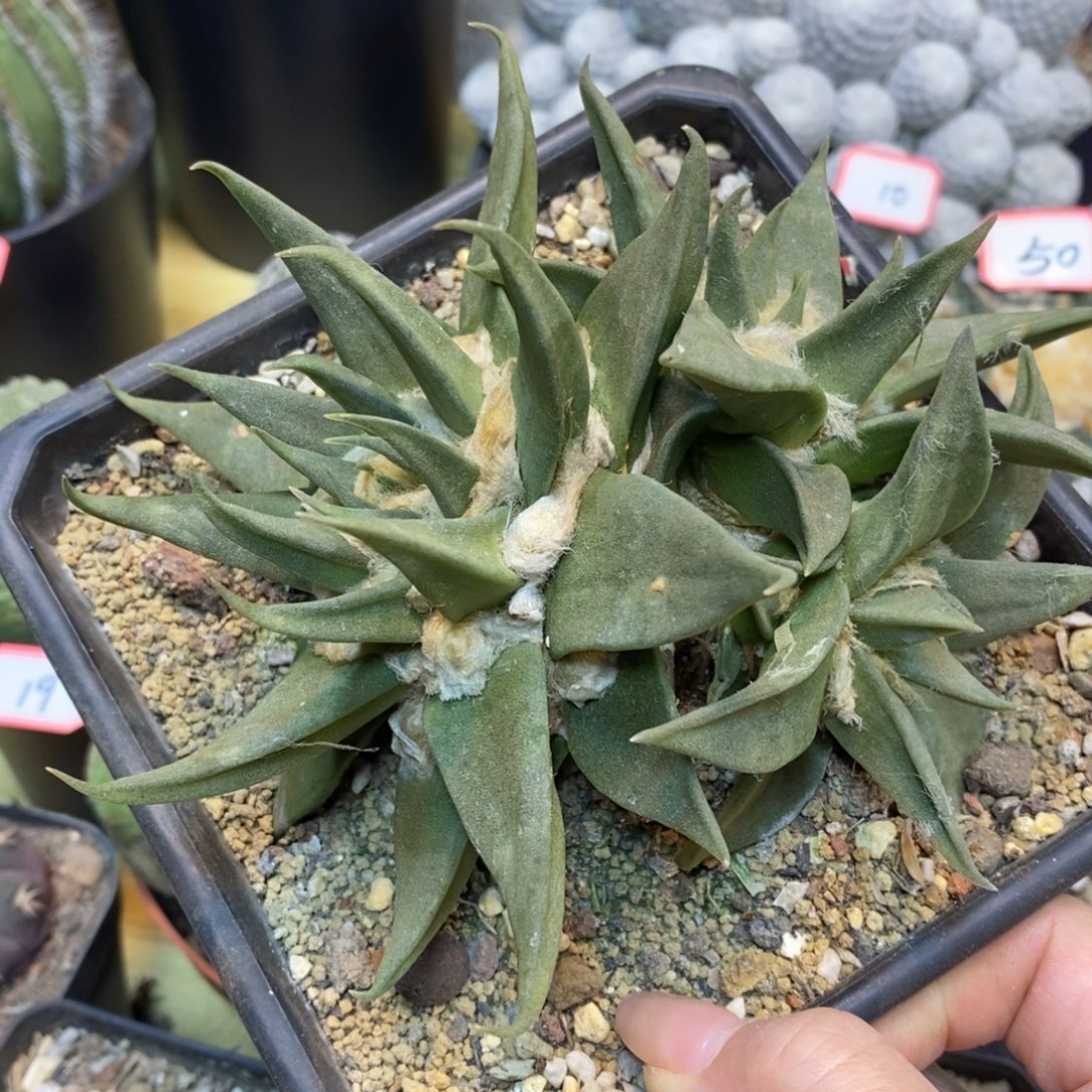     58号 自根 龙牙岩牡丹群生整体15公分