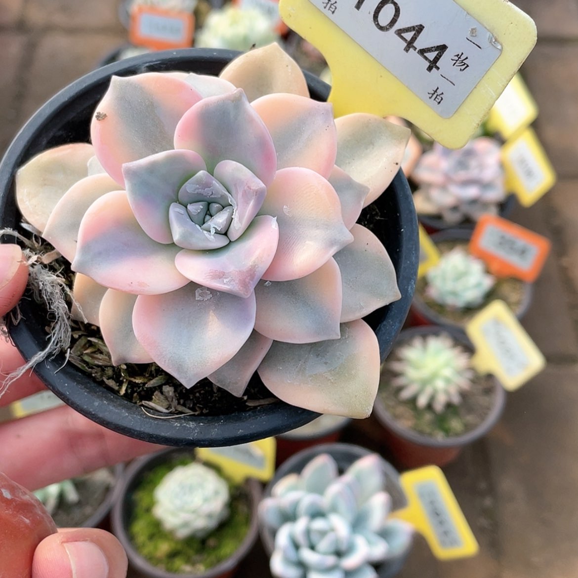 【闪购商品】1044号