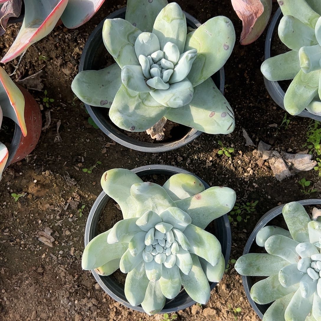 多肉植物两颗拇指