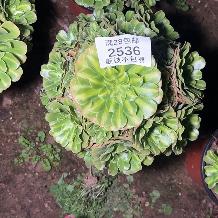 2536翡翠琉璃多肉植物