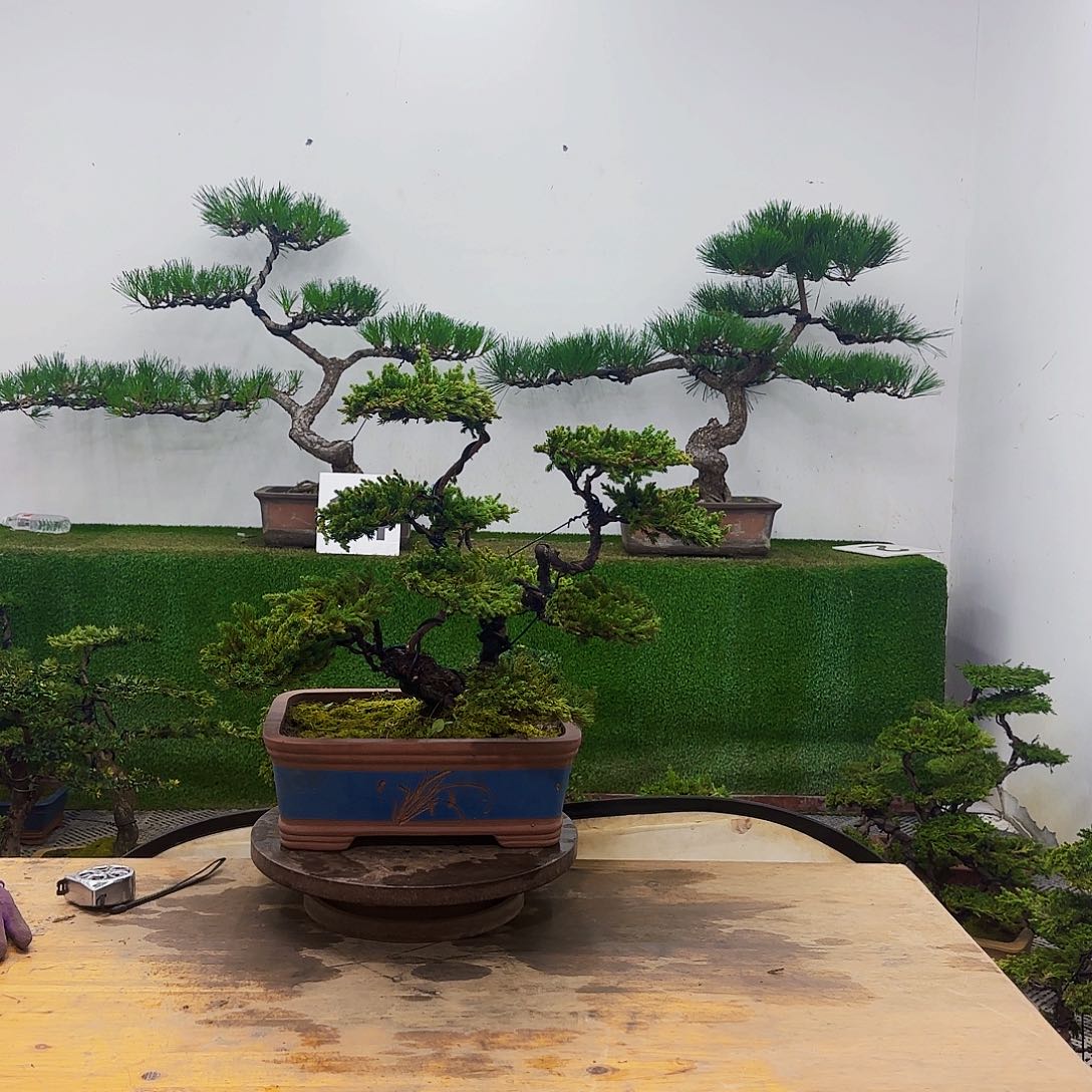 盆景盆景盆景盆景