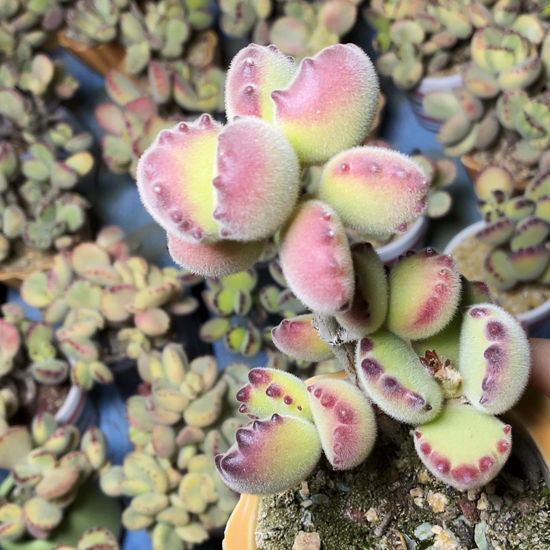 星***霜多肉植物的生长发育和生长发育等方面