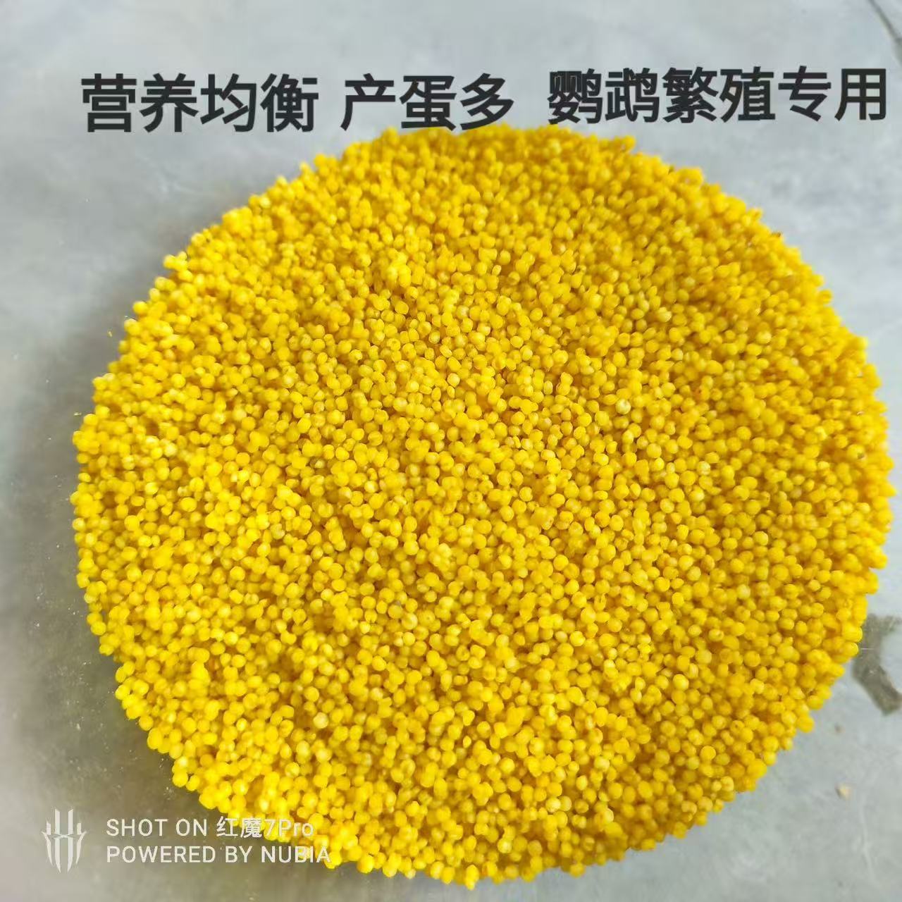 鹦鹉学吃高营养黑尖蛋小米鹦鹉繁殖提高营养牡丹玄风虎皮专用