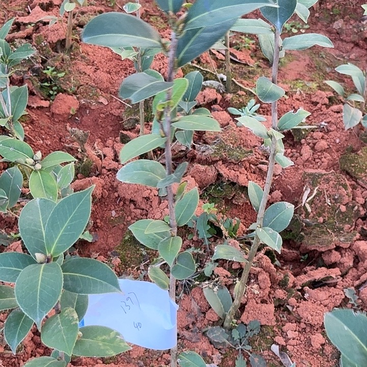 完全开放斑水屋原生专拍