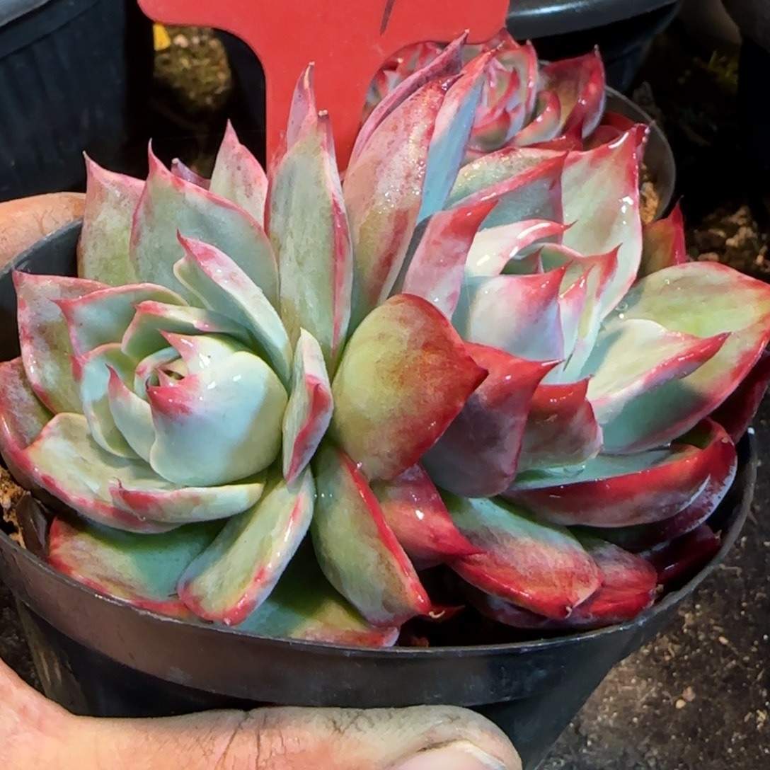 惊鸿一物一拍包装收缩花旱204