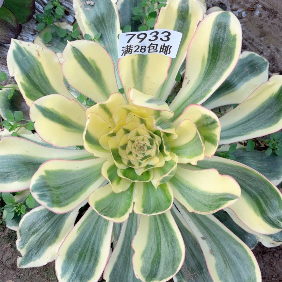 W. 7933燕姿锦多肉