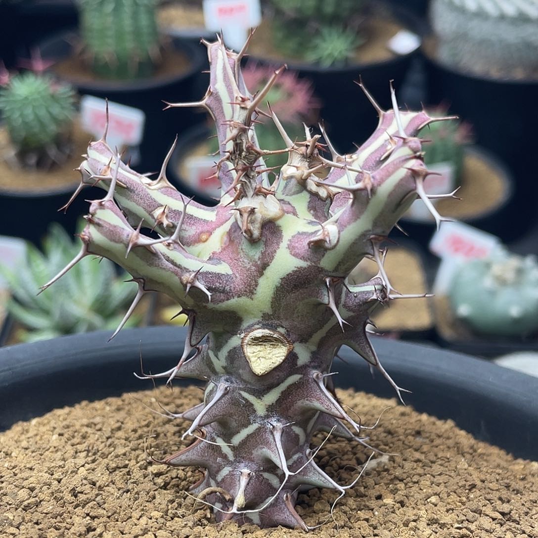 实生鱼叉大戟仙人球多肉