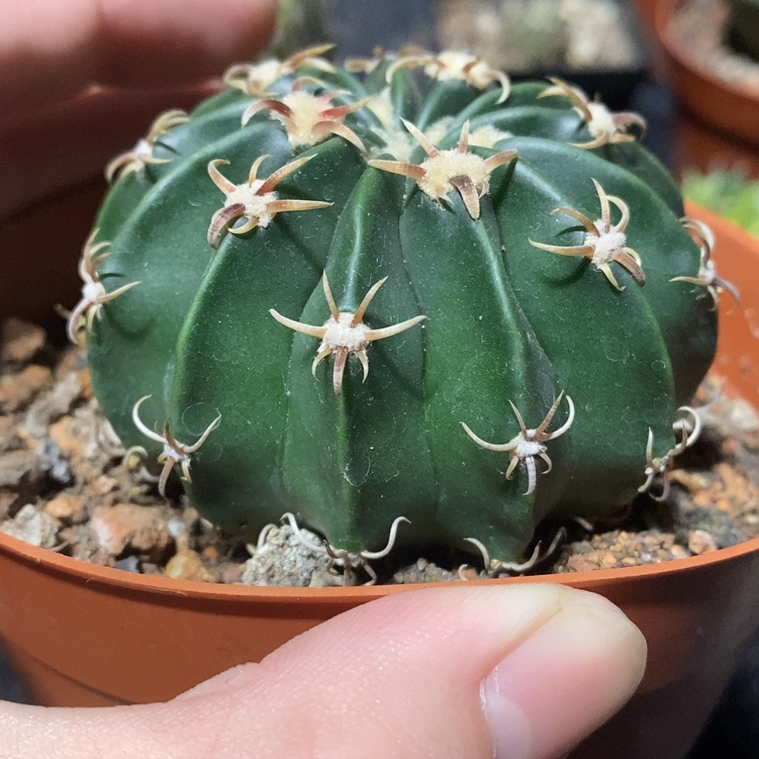 实生精品武藏凌波品相自观如图