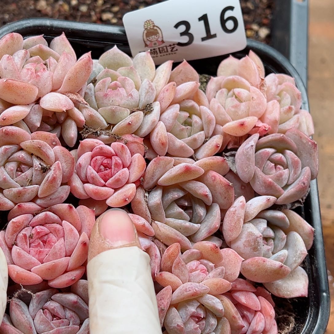 多肉植物多肉植物