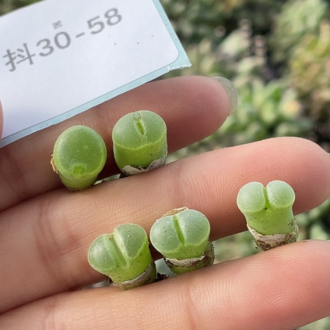 30-58极窗风铃肉锥