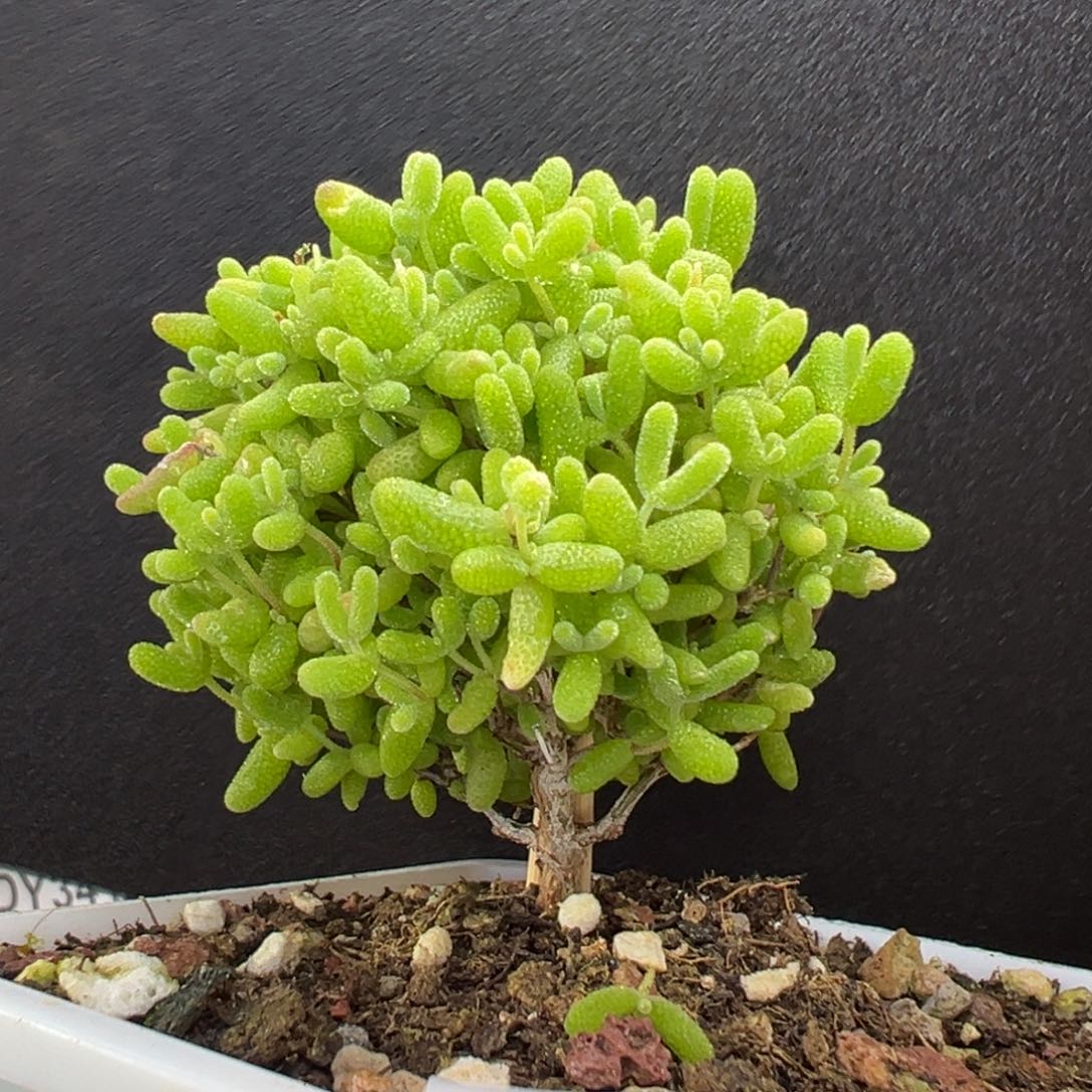 棒棒糖dy3440蜜橘糖球冠幅4.5cm