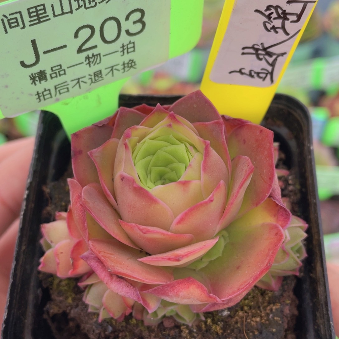 金扶摇玫瑰一物一拍J203