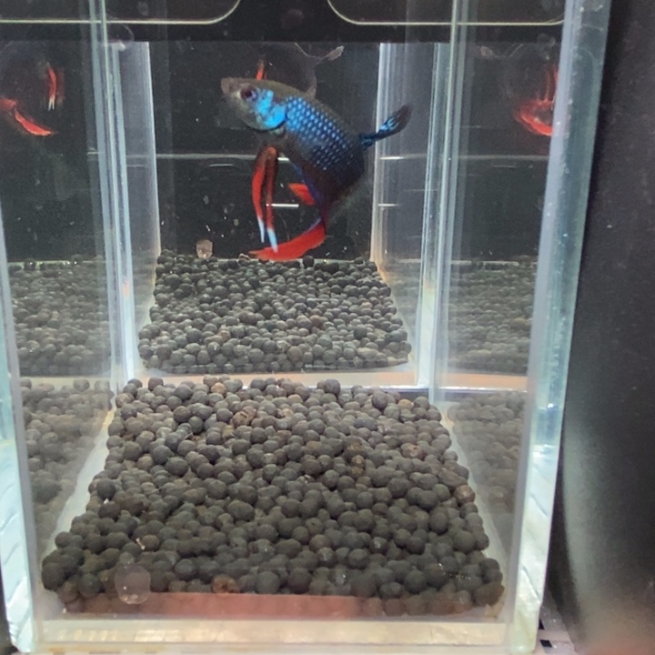 斗鱼泰国斗鱼597号