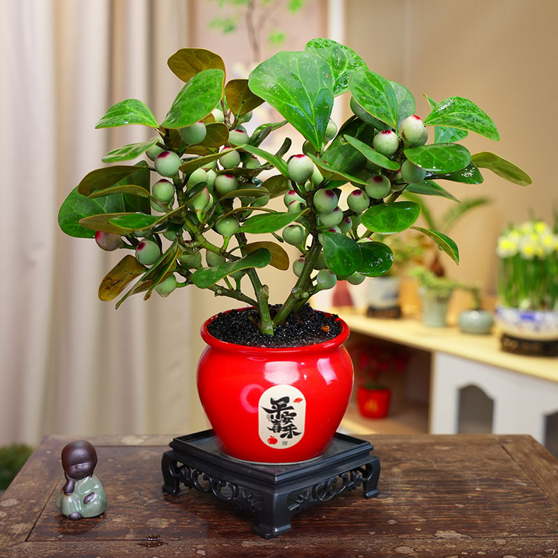 小盼菩提树盆栽室内桌面微景观茶桌书桌禅意创意盆景四季好养绿植
