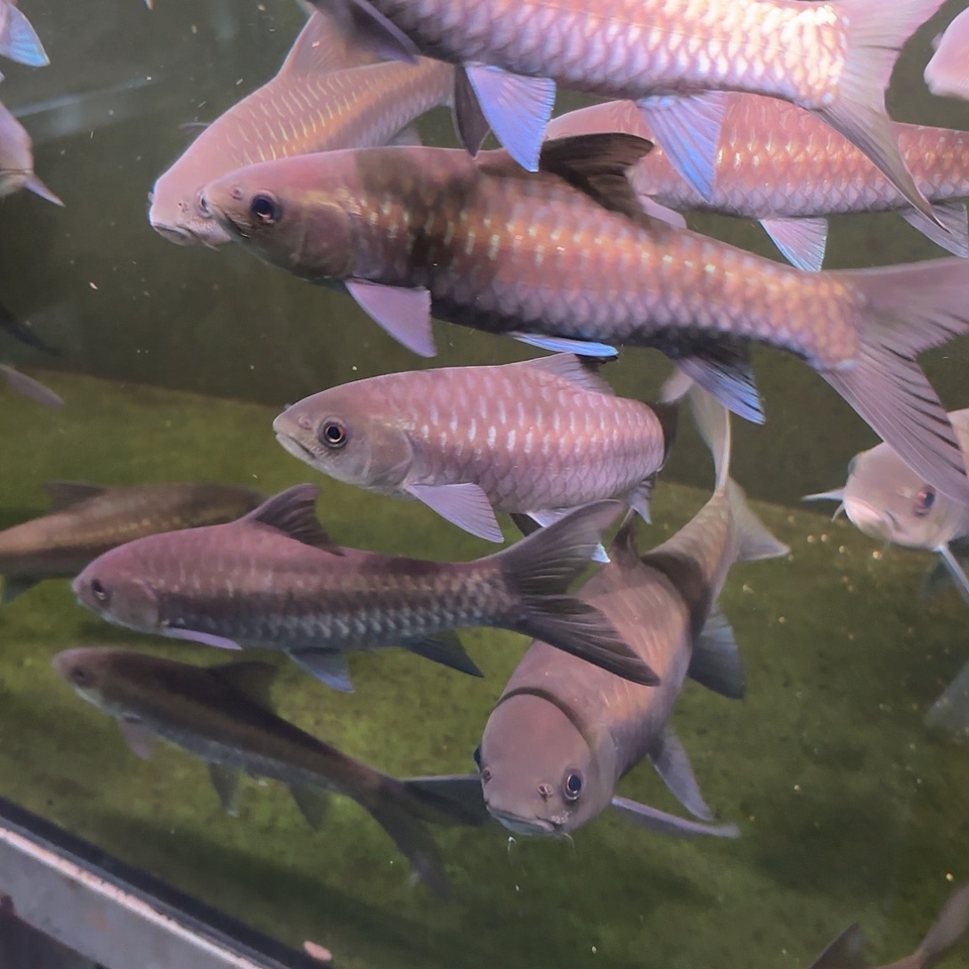 钰***吉罗鱼蓝吉罗蓝吉罗