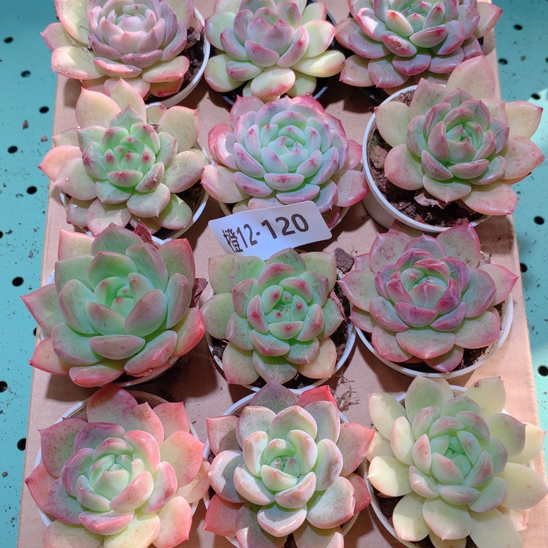 12-120一物一拍多肉带盆18颗