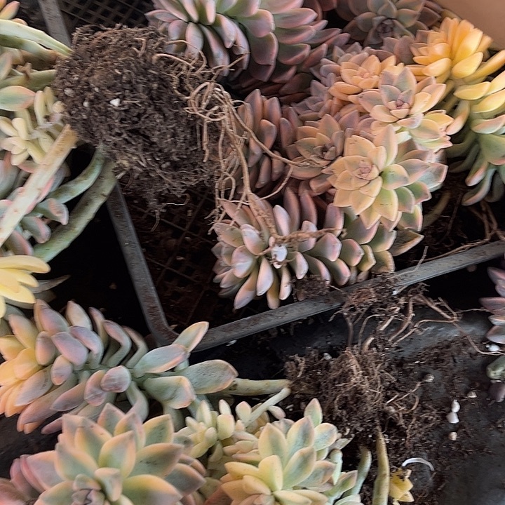 执***。淡雪景一堆5颗90多肉处理