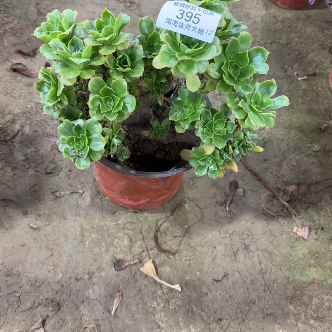 星***愿395君美丽缀化多肉植物法师