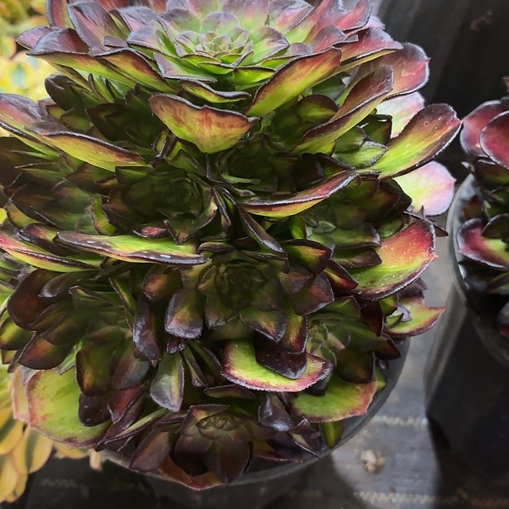 多肉植物福利536