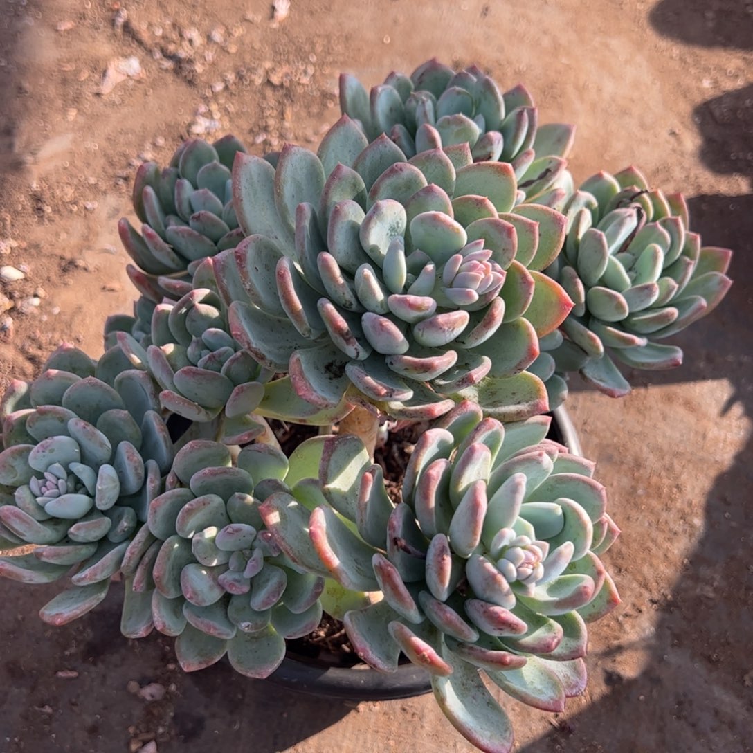 灰姑娘八大头起发，250杯