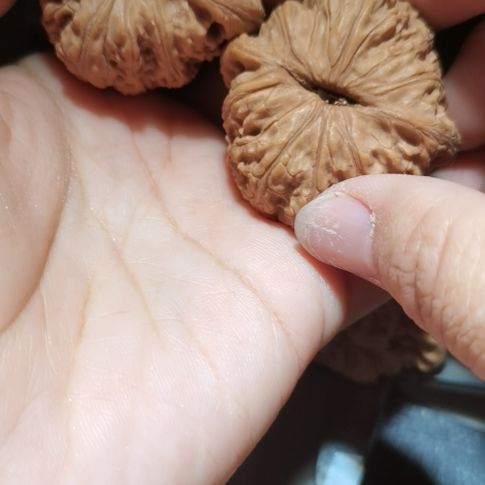 猴头核桃吊坠43泥鳅背