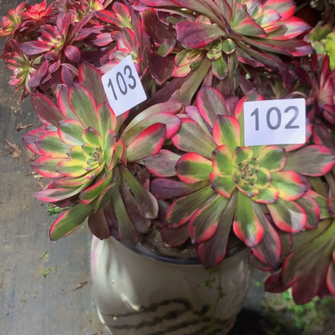 102烟花多肉植物