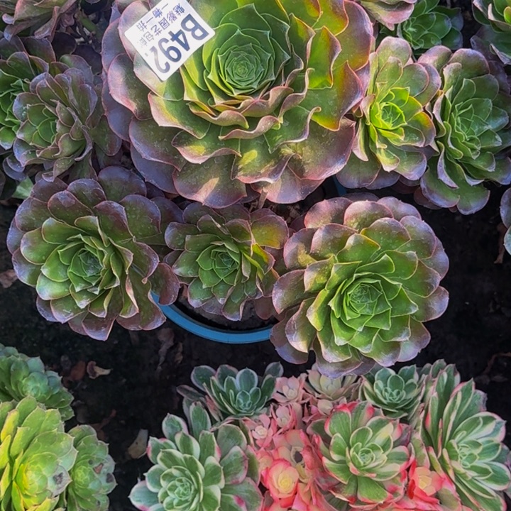 梅金花30-14包邮花花