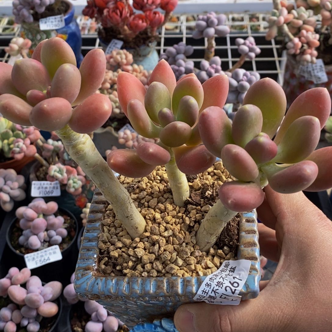 261芒果奶大群15c m多肉