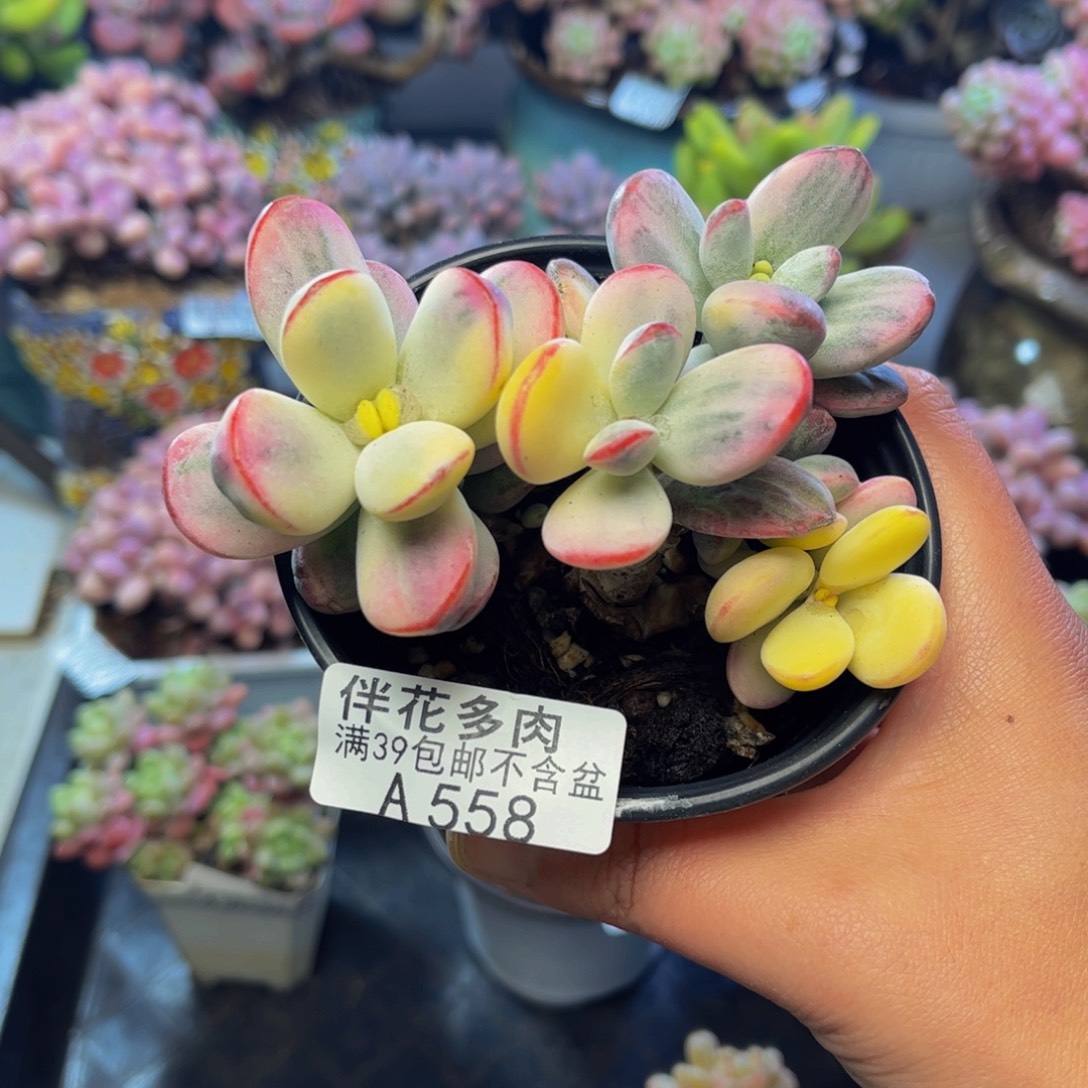 558乒乓福娘9厘米