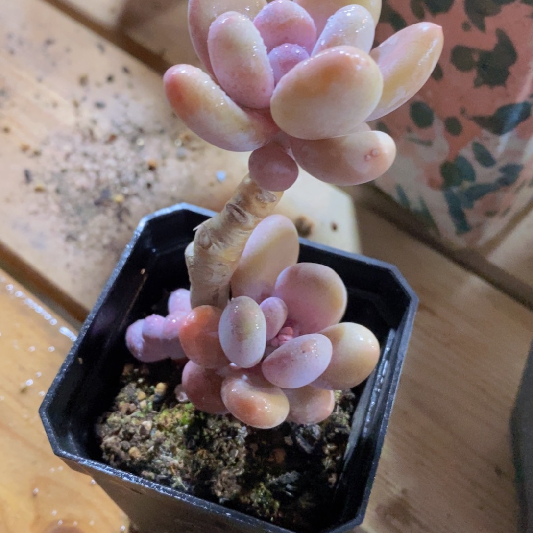 一物一拍多肉植物满38米包邮，可问主播品种