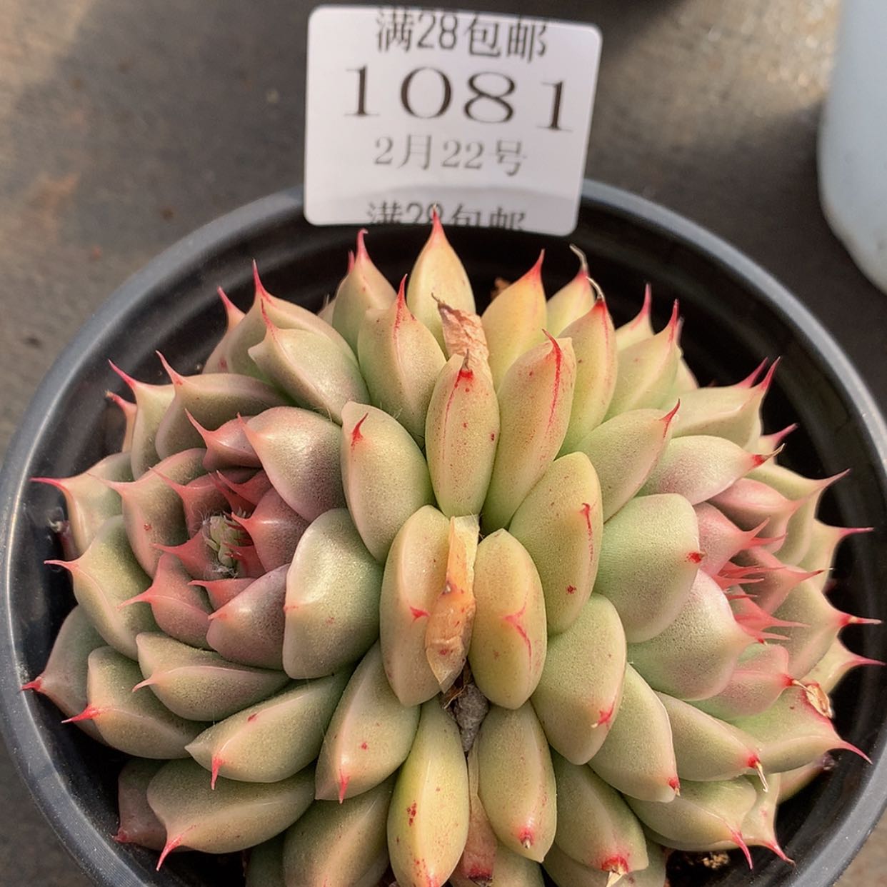 【闪购商品】云1081