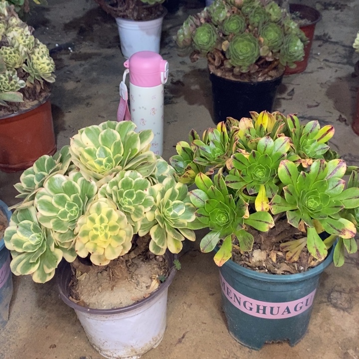 两颗多肉植物61。 