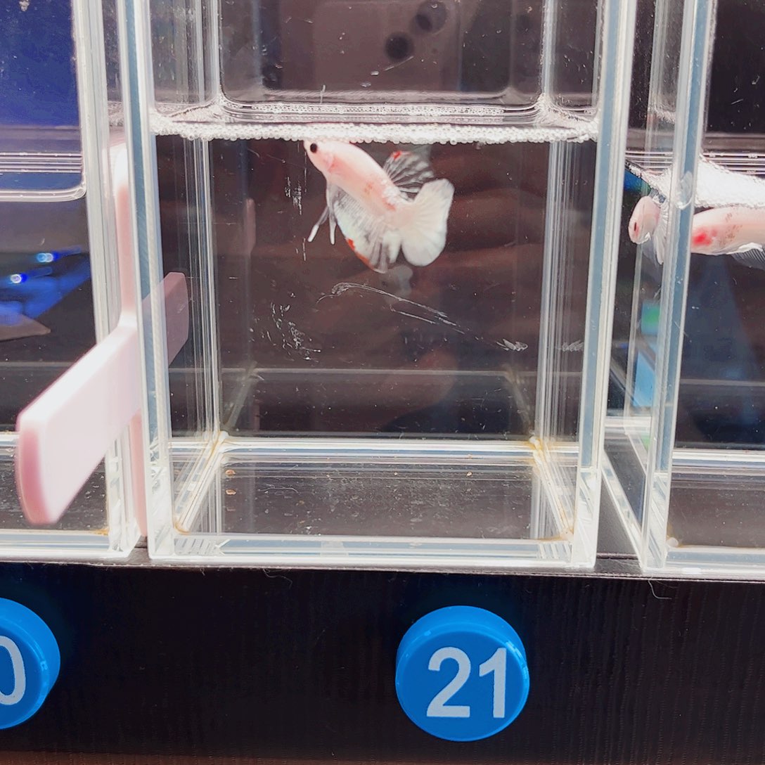 勃***海水鱼宙斯09-22竞拍