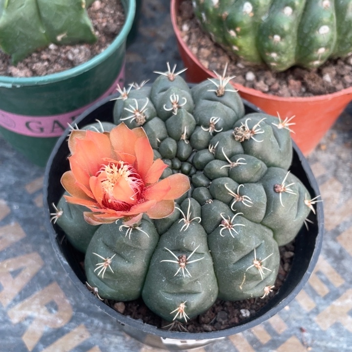 150超大绯花玉仙人球