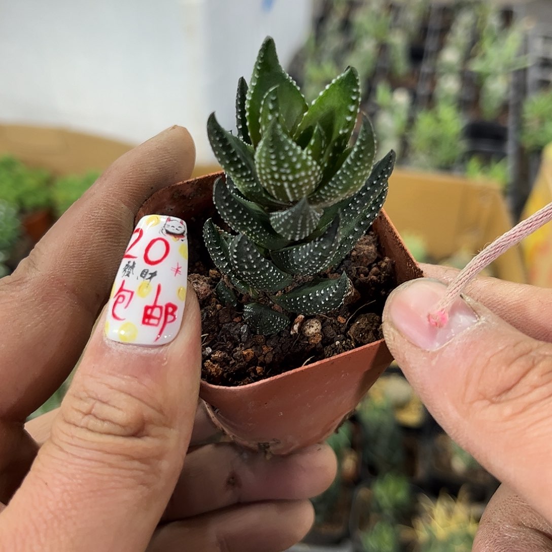 九轮塔单头发货有根