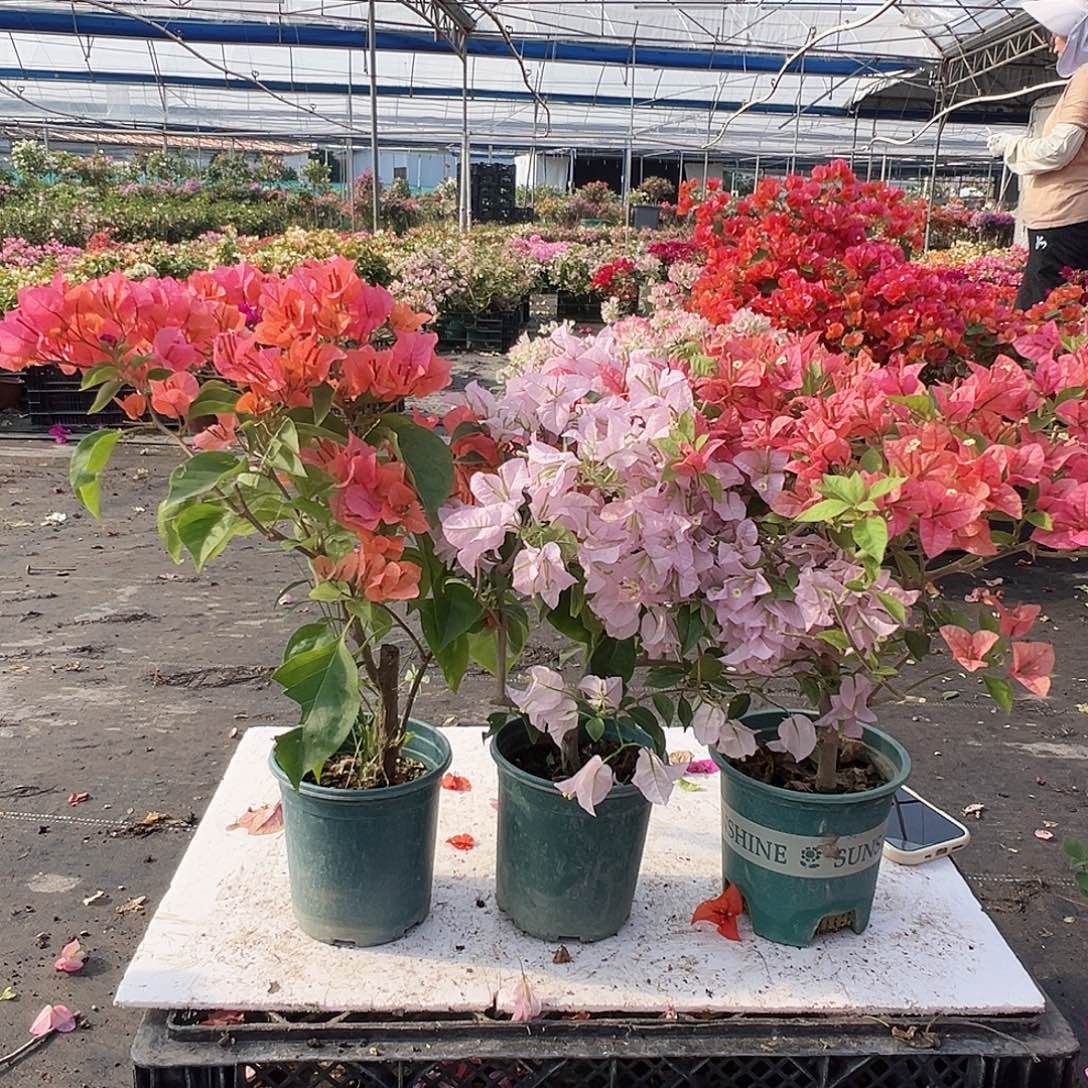 大部分花苞少量开放波妹，苹果花，酒红组合