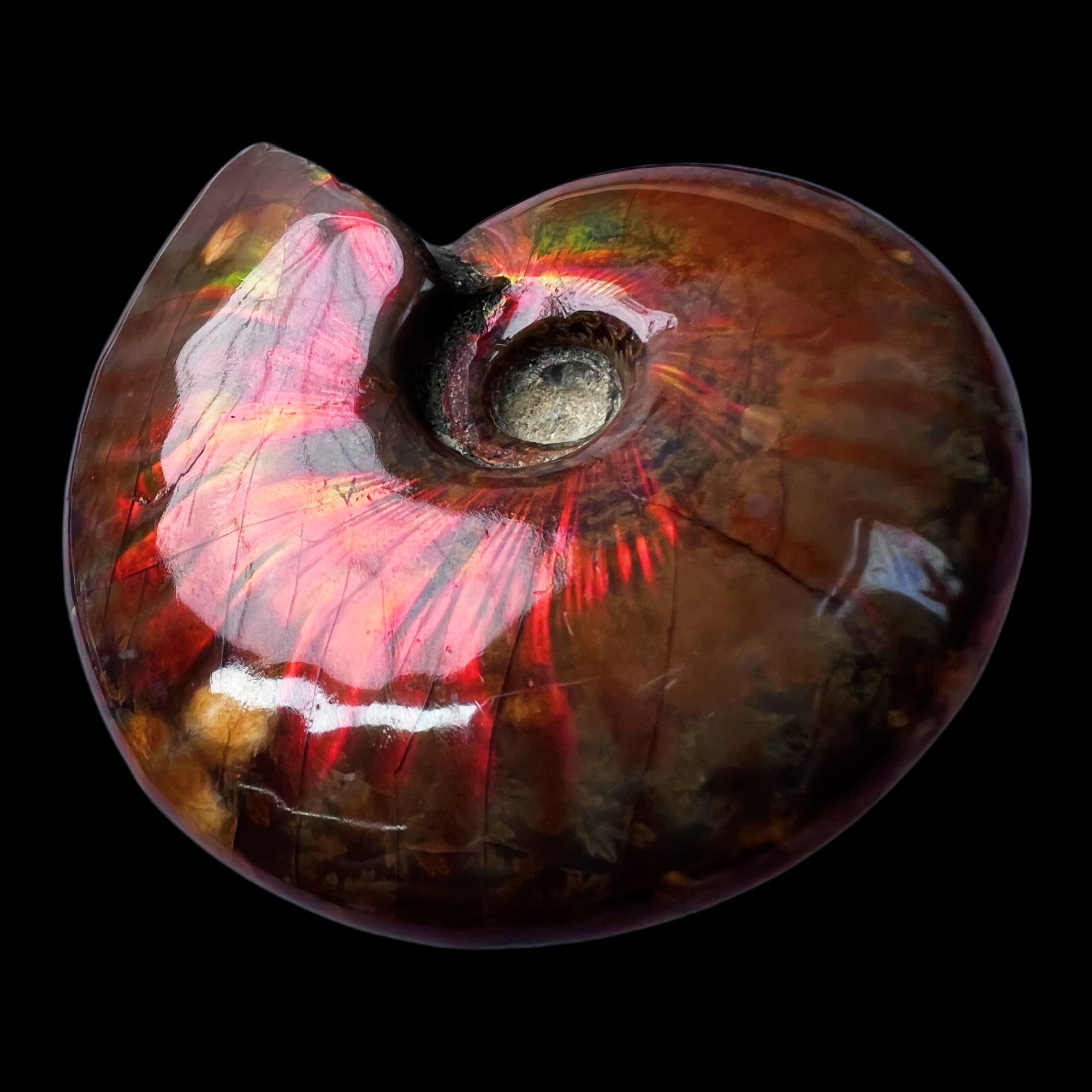 【 叶菊石（火凤凰）】67.5mm 马达加斯加 古贝壳 N-50 创意饰品 A38