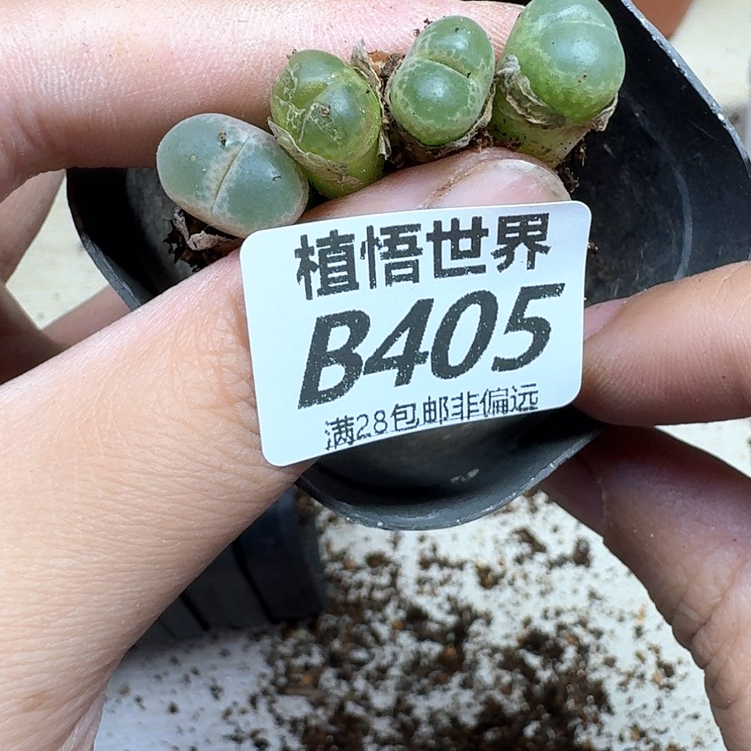 多肉植物的人生fghn