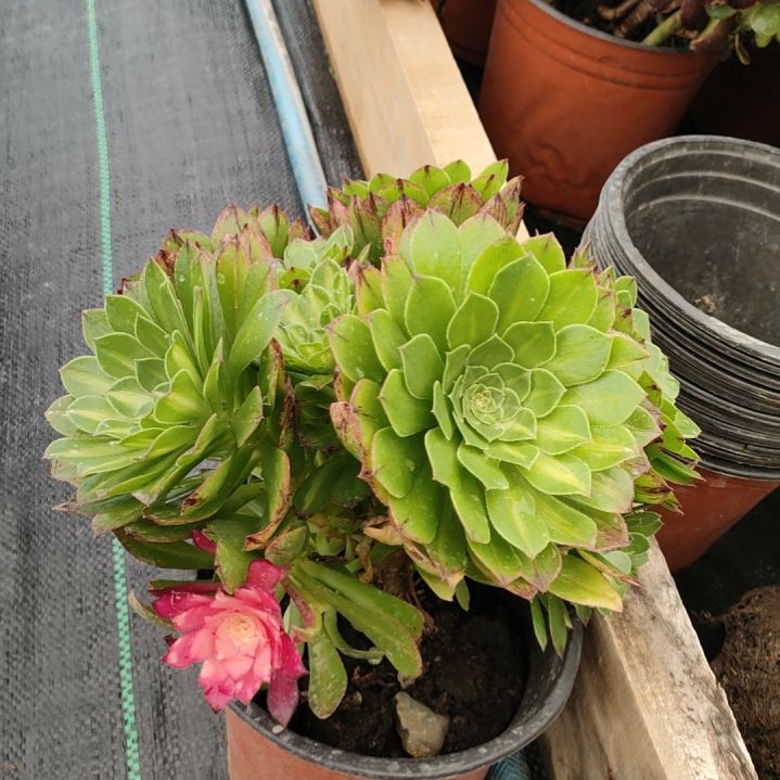 多肉法师锦知否法师锦