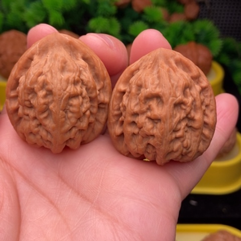红锦鲤37全品11111