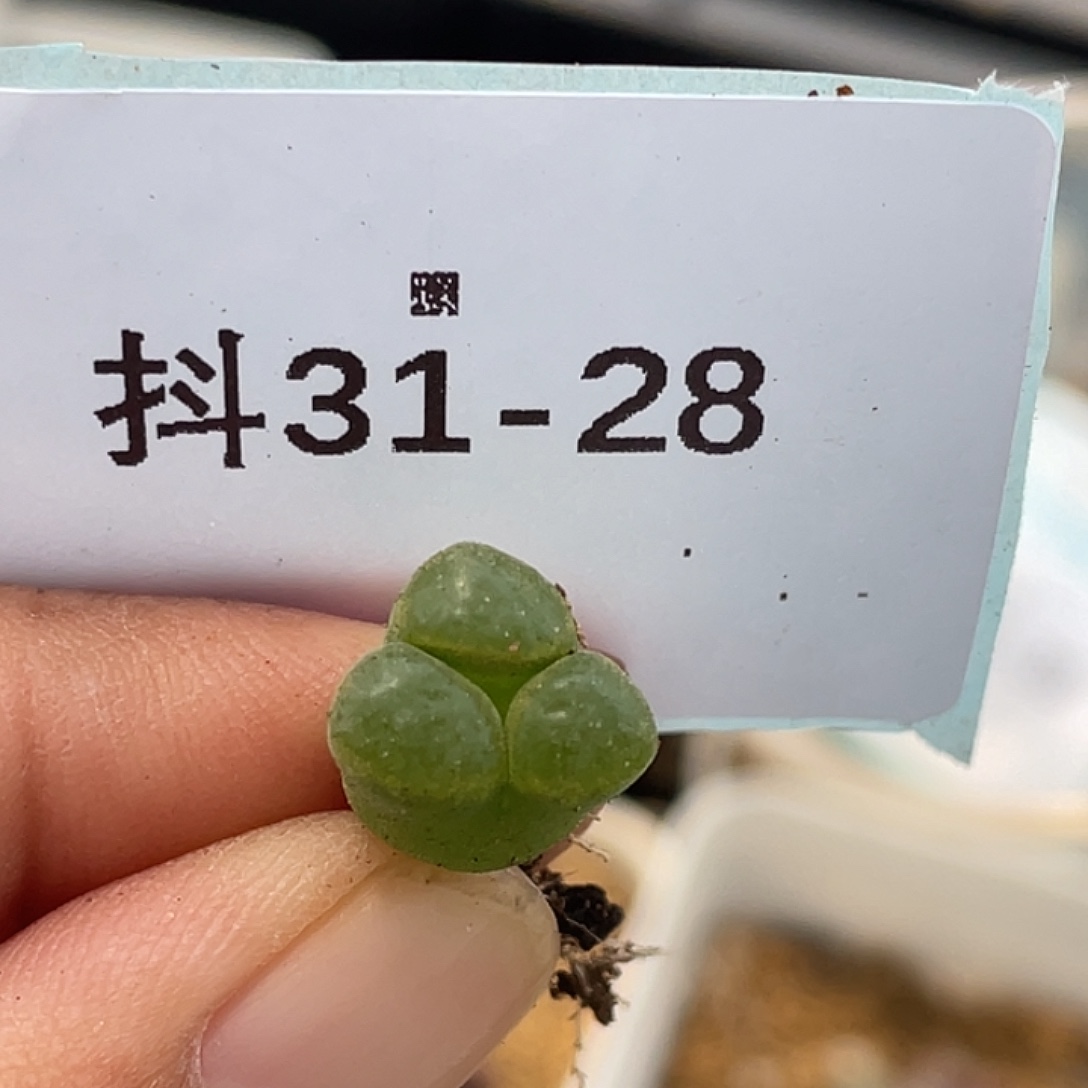 31-28风铃多肉植物
