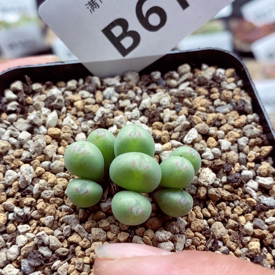 我的小姐姐们都是我的619